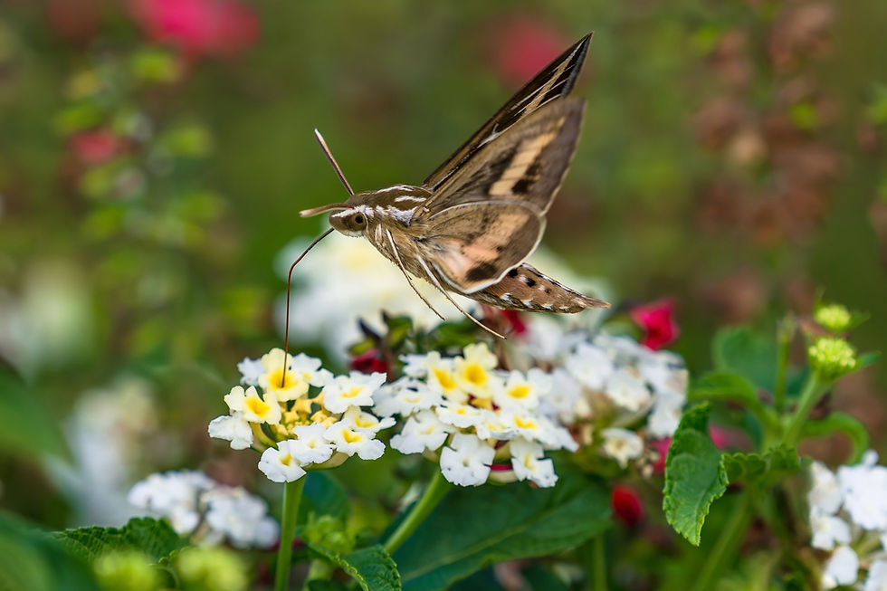 Moth hovering over white and yellow flowers in a garden, sipping nectar. Green leaves and blurred colorful flowers in the background.