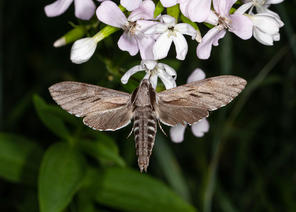 A moth with brown wings hovers over pale pink flowers, set against a dark green leafy background. The mood is calm and natural.