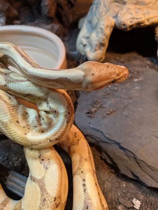 Top down view of snake