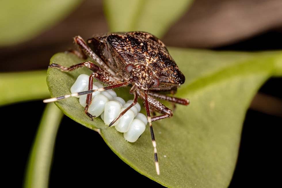 Brown mottled shield bug guarding a cluster of white eggs on a green leaf, macro close-up with blurred dark background.