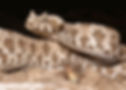 Camouflaged horned viper coiled on sandy ground, its mottled scales blending into the desert background.