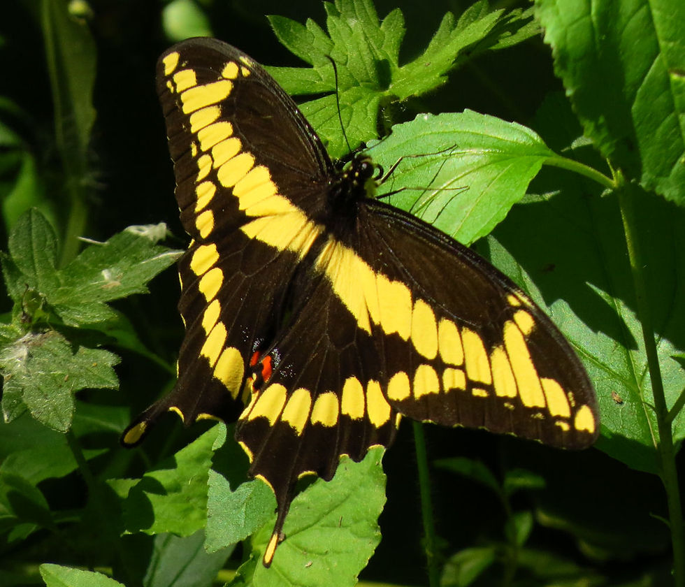 Black-and-yellow butterfly perched on green leaves in sunlight, wings spread against a leafy background.