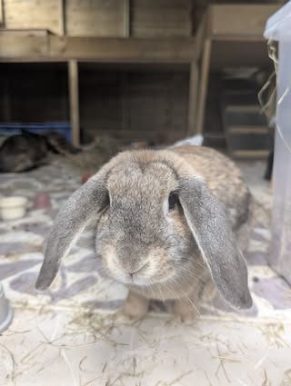 Brown and grey rabbit with long ears