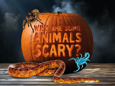 Why are some animals scary?