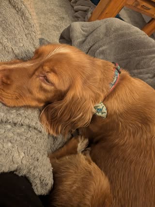 Sleeping golden brown dog