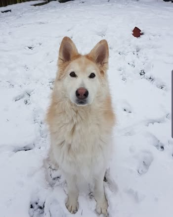 Golden brown and white dog in snow
