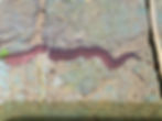 velvet worm on a rough, cracked surface, partially covered with green moss. A small green leaf is visible on the left.