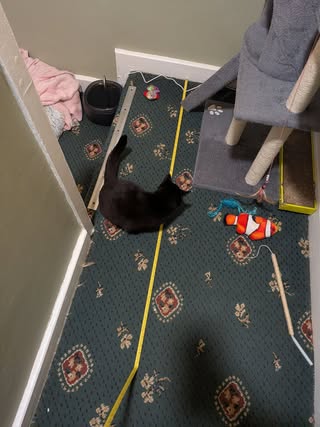 Black cat on green carpet