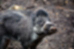 Close-up of a black and white wild boar standing on a muddy ground, looking towards the camera. Its fur appears rough and textured.