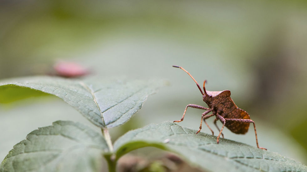 Brown bug on a green leaf, close-up. Blurred background with a soft focus, highlighting the bug's texture and leaf's details.