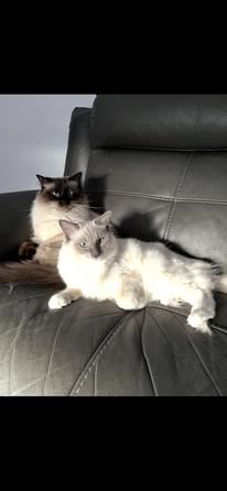 Two cats sat on sofa