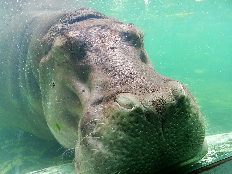 Close-up of a hippo underwater with a calm expression. The clear water is teal, and light reflects softly, creating a serene mood.