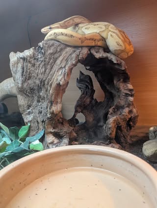 Snake on top of wooden debris