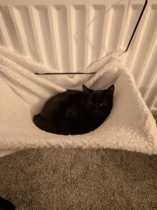 Black cat sleeping in hammock