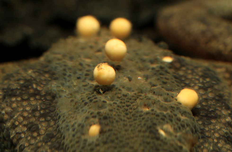 Pale round eggs or spores on a dark, textured surface in macro close-up, with soft focus and warm brown tones.