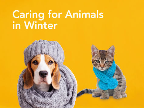 Caring for Animals in Winter