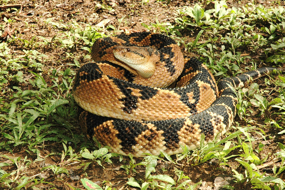 Coiled black-and-tan snake resting on dirt and green grass, head raised and alert in a natural outdoor setting.