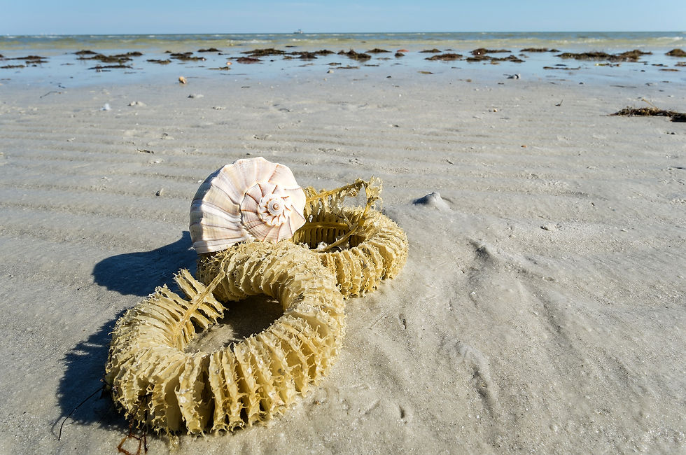 Large seashell resting on tangled yellow seaweed on a sandy beach, with calm shallow water and blue sky in the background.