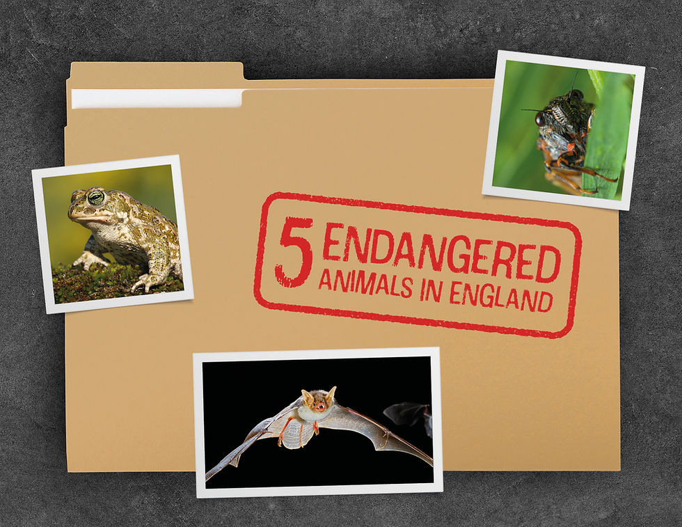 5 Endangered Animals in England