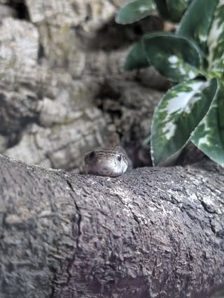Snake head peeking out over log