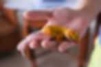 Bright yellow gecko with a pink tail and black spots rests in an open hand. Soft indoor lighting creates a calm atmosphere.