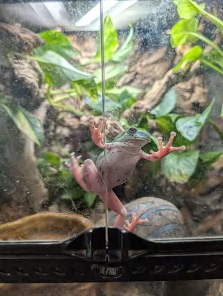 Frog stuck to glass in front of image