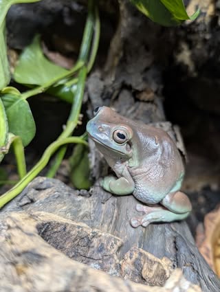 Frog on tree bark