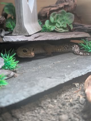 Gecko hiding under rock