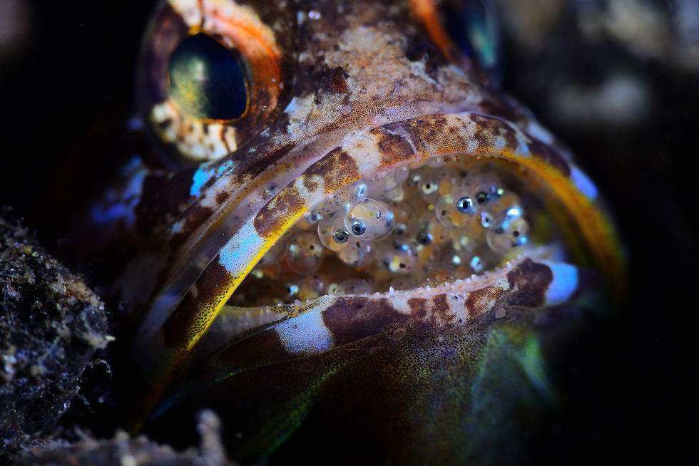 Macro close-up of a fish’s open mouth holding clear eggs, with mottled brown and blue scales in a dark underwater scene