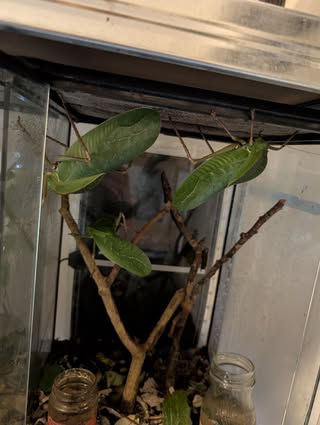 Katydids in enclosure
