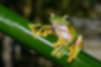 Green tree frog with yellow-and-black feet clings to a glossy leaf, close-up against a dark blurred background.