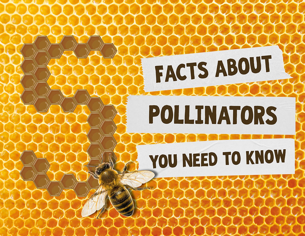 Bee on honeycomb with text "5 Facts About Pollinators You Need to Know." Honeycomb forms a "5". Bright yellow and brown colors.