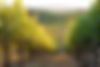 Booze Brothers Vineyard Background