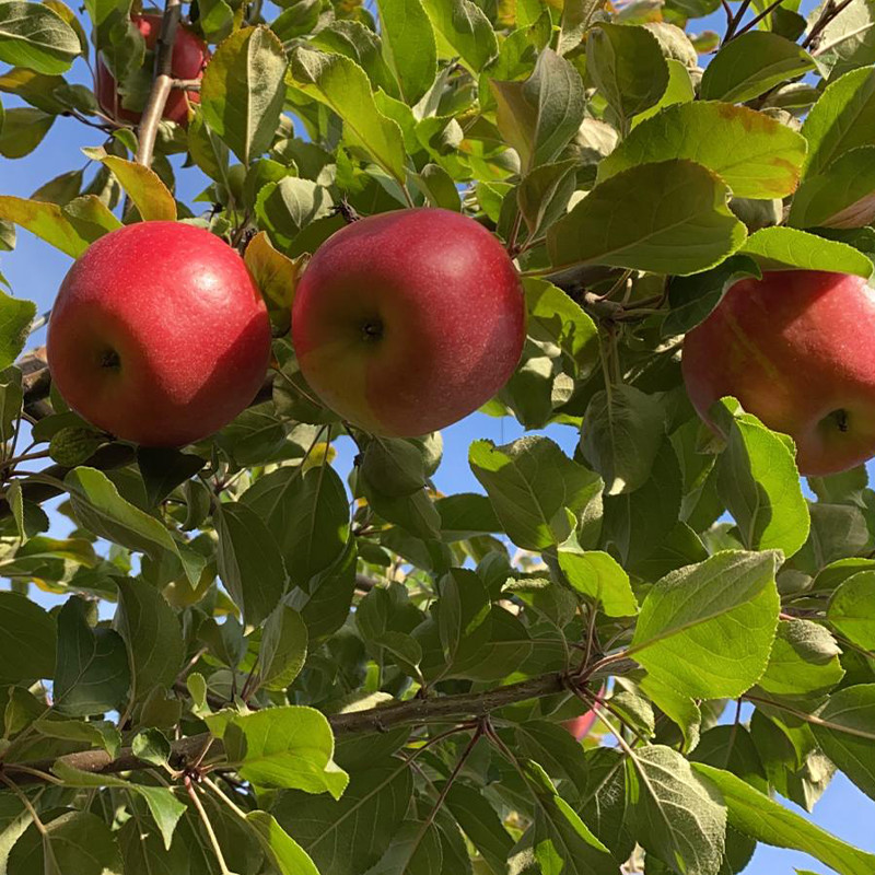 Thumbnail: Honeycrisp Apple