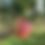 Thumbnail: Ambrosia Apple