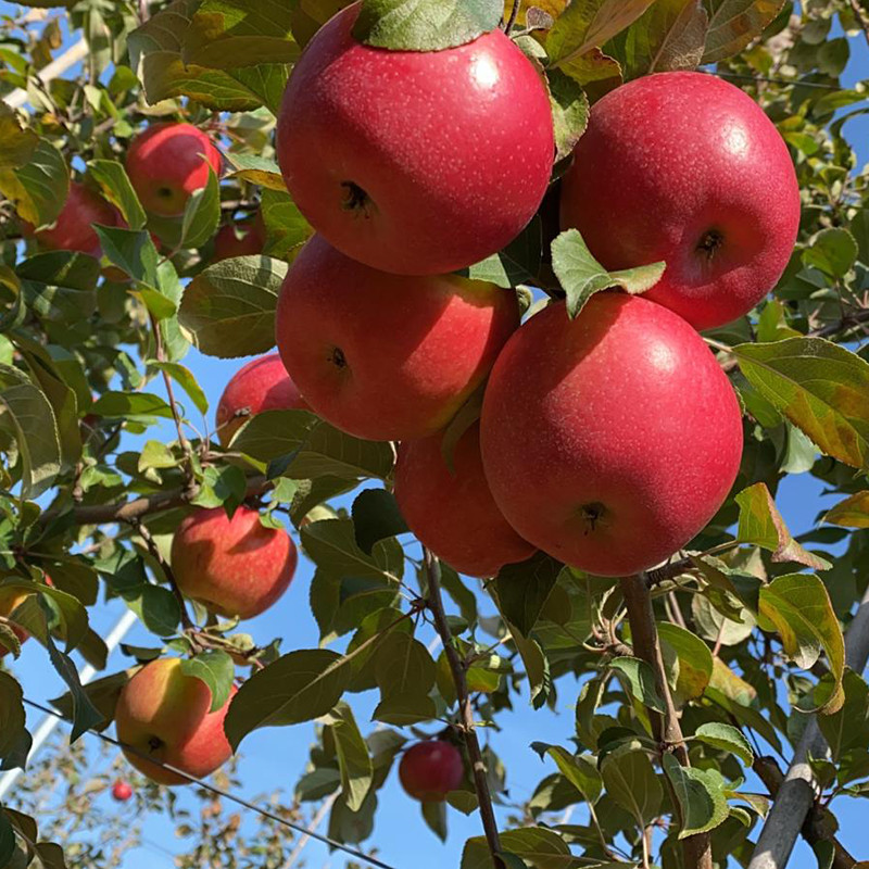 Honeycrisp Apple