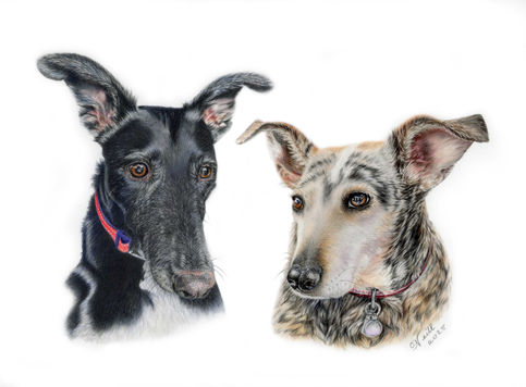 Dog portraits, pet portraits, pet portraits Shropshire, sdog portraits UK, Pet portraits Powys, pet portraits London, Dog portraits West Midlands, Dog portraits Birmingham