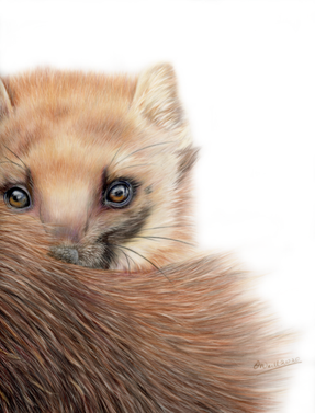 Pine Marten art, Shropshire, Shropshire Artist, Wildlife Artist  Shrewsbury, Original Wildlife portraits, Shrewsbury Wildlife Artist, Shrewsbury Artist Wildlife Paintings. Shrewsbury Artist, Wildlife Artist West Midlands, Wildlife Artist Powys.