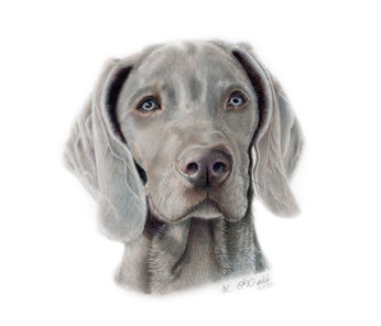 karen o'neill dog portraits, pet portraits shrewsbury whropshire, Animmal portraits, dog and cat portraits, pet portrait commissions UK, pet portrait artist Shrewsbury, Shropshire, London, UK, UK pet portrait artist