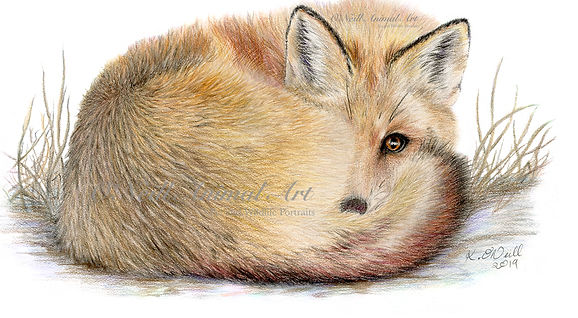 Fox Cub, fox. british wildlife