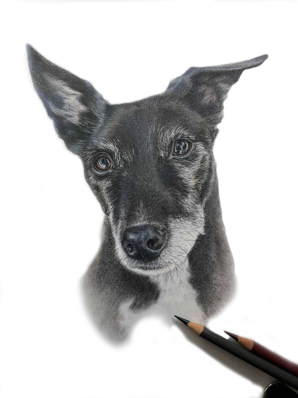 Pet Portraits UK, dog portraits Shrewsbury
