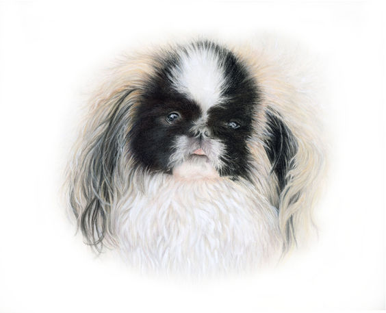 Pet portrait commissions Shrewsbury, dog portrait commissions, shrewsbury, pet portraits UK