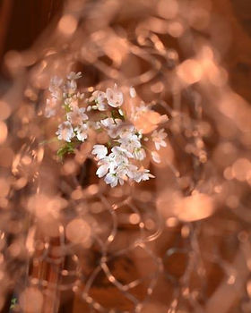 花屋,FLOWER,花,フラワー,Nagoya,名古屋,贈り物,Baum,バウム,Baum花,花,flower,名古屋,nagoya,Baum市橋,フラワー,フラワーデザイナー,個性的ブーケ,ウェディングブーケ,ウェルカムボード,装花,ウェディング,wedding,ブライダル,結婚式,ブーケ,プレゼント,お祝い,ギフト,花束,個性的,話題,人気,口コミ,ディスプレイ花,ディスプレイ,有名,ギフトフラワー,贈り物,女性へのプレゼント,おしゃれ,センス,デザイン,かわいい,個性的アレンジメント