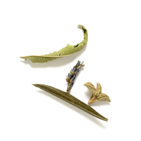 Une infusion composée ingrédients vertueux et symboliques du monde méditerranéen.  Feuilles d'olivier, ciste, verveine et lavande des montagnes de Chypre. 