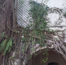 A tree and vines growing over a historic building.