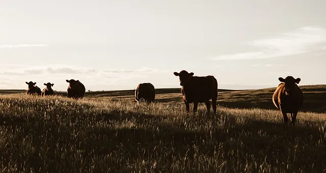 Ranch Raised Beef Elshere Ranch