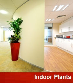 Interior-decor-plants