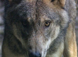 NETZ NATUR: WER IST DER WOLF?