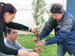 Plantio de mudas
