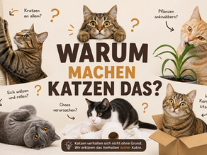 Katzen, die überall kratzen, Katzen die Pflanzen anknabbern, Chaos verursachen, in Karton sitzen..